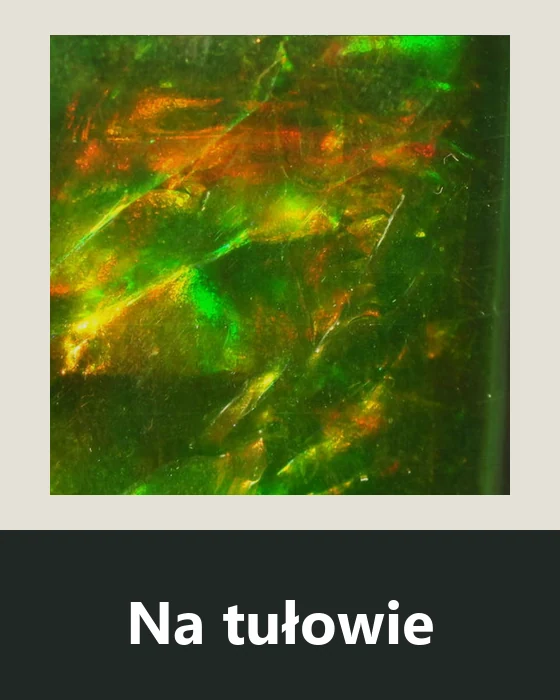 Materiały na tułowie much