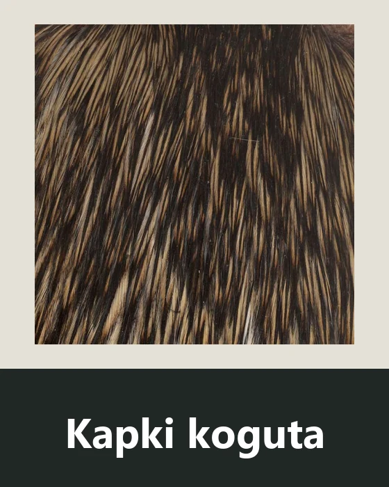 Kapki koguta