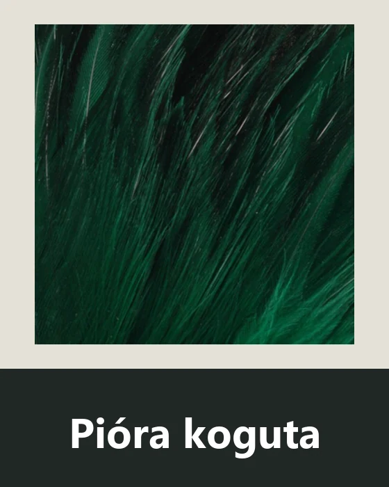 Pióra koguta