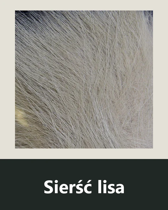 Sierść lisa